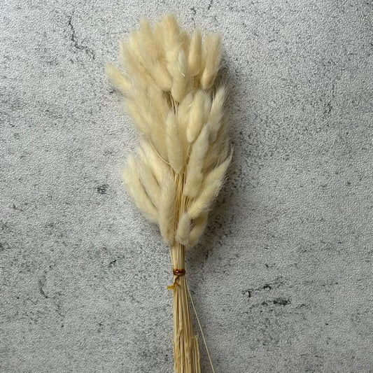 Bunga Bunnytail